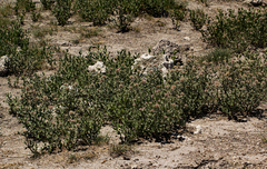 Cyathula lanceolata image