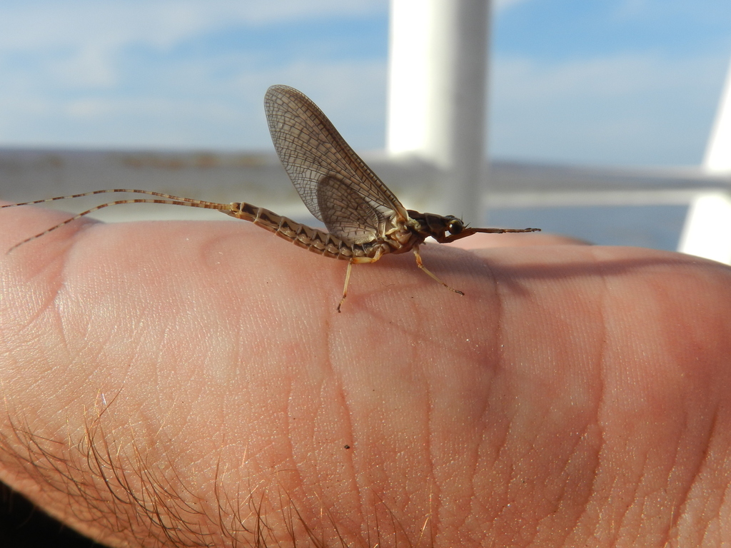Southern Giant Mayfly