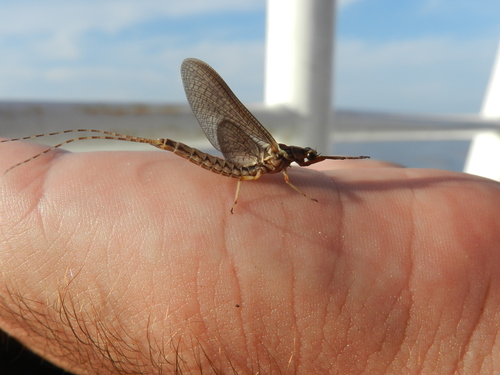 Efémera Gigante Pintada (Hexagenia albivitta) · iNaturalist Mexico