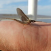 Southern Giant Mayfly - Photo (c) Leonel Roget, some rights reserved (CC BY), uploaded by Leonel Roget