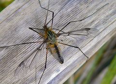 Leptotarsus vulpinus