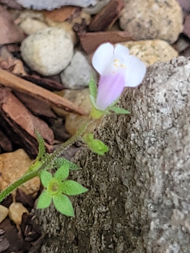 Mazus pumilus, photograph 1
