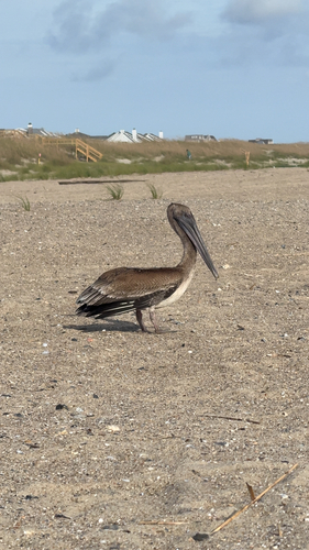 Brown Pelican