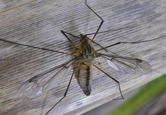 Leptotarsus vulpinus