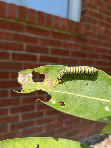 Monarch