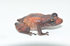 Pristimantis parvillus