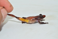 Pristimantis parvillus