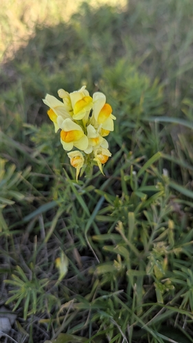common toadflax