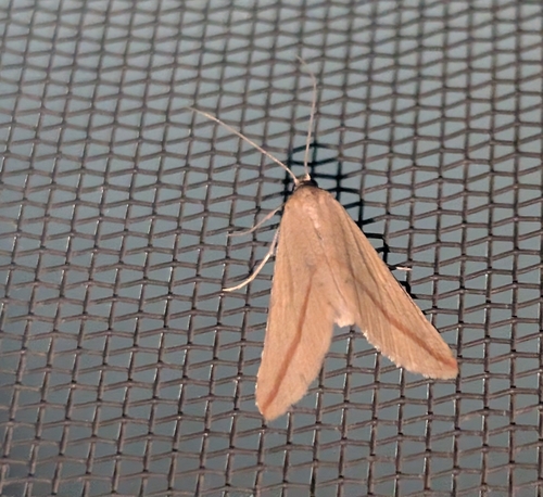 Vestal