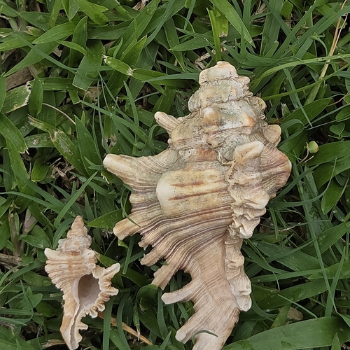 Chicoreus brevifrons, 2026-09-12