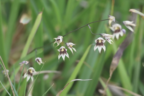 Melasphaerula graminea, photograph 6