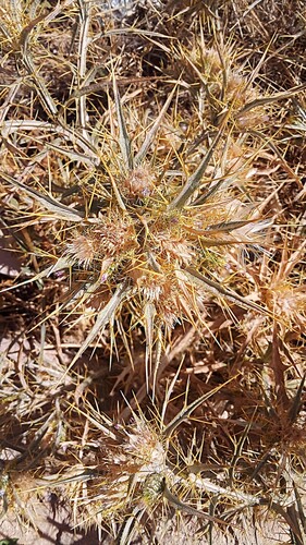 Yellow-spine Thistle