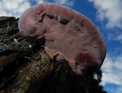 Rhodofomitopsis feei image