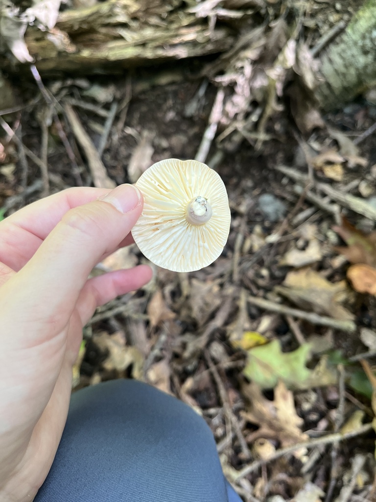 hygrophorus milkcap · September 2026 · photo: Photo: no rights reserved · iNaturalist