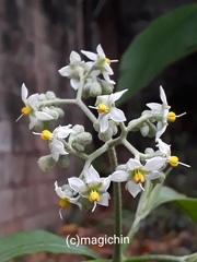 Solanum bicolor