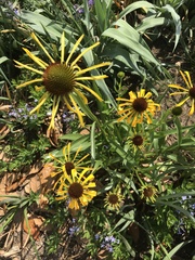 Echinacea paradoxa paradoxa