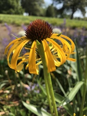Echinacea paradoxa paradoxa