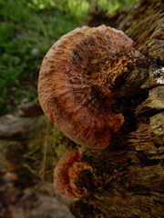 Rhodofomitopsis feei image