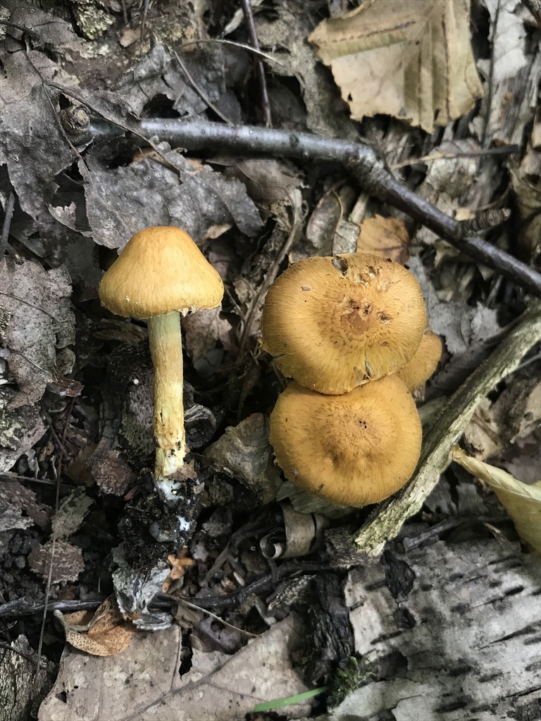 Inocybe subochracea · September 2026 · photo: Photo: (c) Matthew Rozanoff, some rights reserved (CC BY) · iNaturalist
