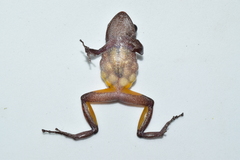 Pristimantis parvillus