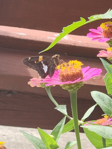Silver-spotted Skipper