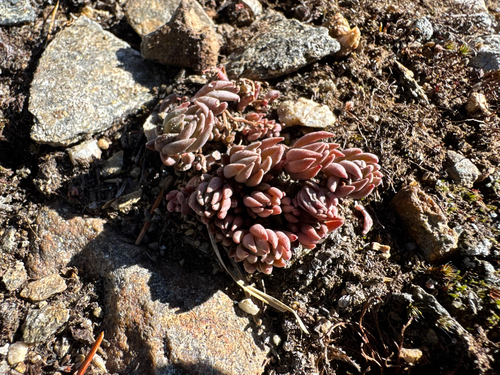Sedum lanceolatum, photograph 6