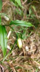 Disporum kawakamii