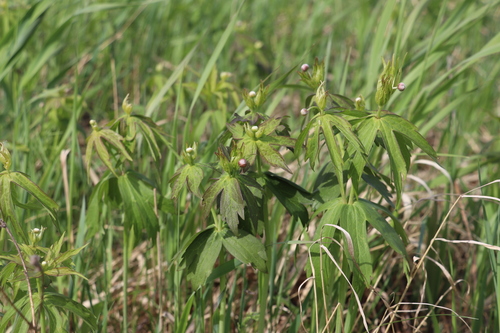 Anemonastrum dichotomum, photograph 4