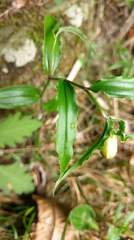 Disporum kawakamii