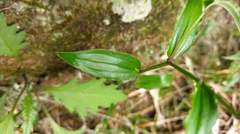 Disporum kawakamii