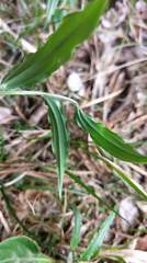 Disporum kawakamii