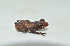 Pristimantis parvillus
