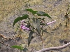 Ipomoea eriocarpa