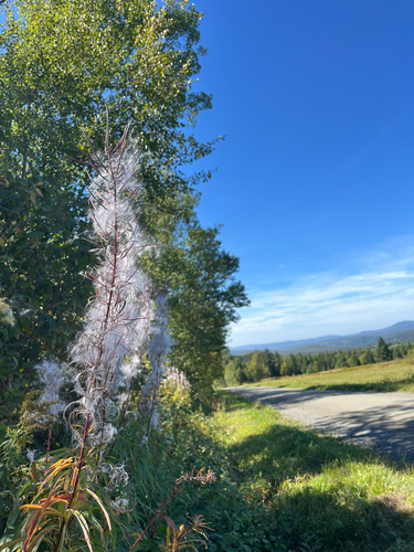 fireweed