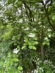 Crataegus monogyna