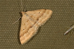 Scopula lydia