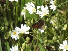 Lycaena helle