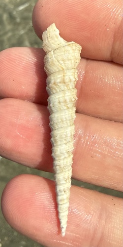 Turritella nodulosa observed 2026-09-12