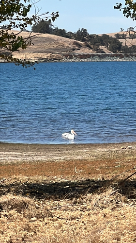 American White Pelican