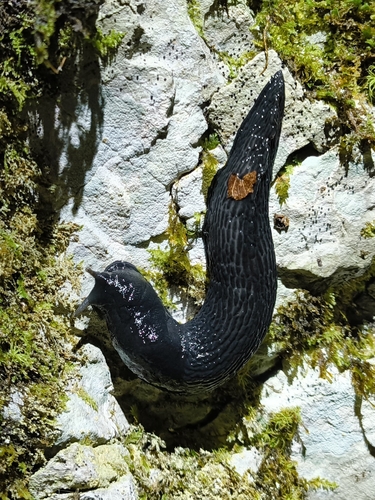 Ash-black Slug