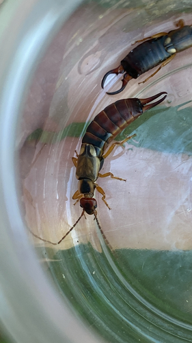 European Earwig