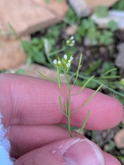 (c) Michael, Antoni and Nihat Hinczewski, some rights reserved (CC BY) Arabidopsis thaliana, photograph (c) Michael, Antoni and Nihat Hinczewski, some rights reserved (CC BY)