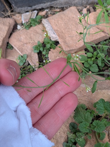Arabidopsis thaliana, photograph 4