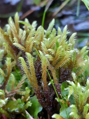 Philonotis seriata observed 2026-09-12