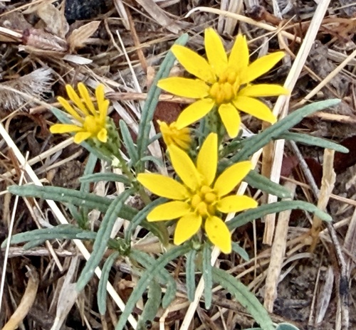 Pectis papposa, photograph 5