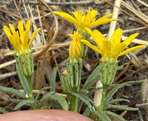 Pectis papposa, photograph 6
