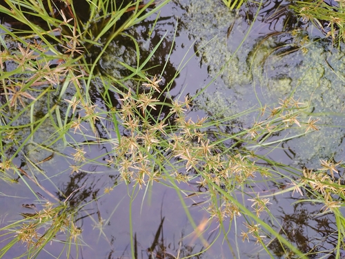 Cyperus flavidus observed 2026-09-11