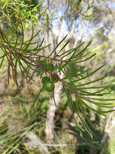 Persoonia virgata observed 2026-09-13