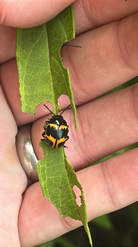 Swamp Milkweed Leaf Beetle
