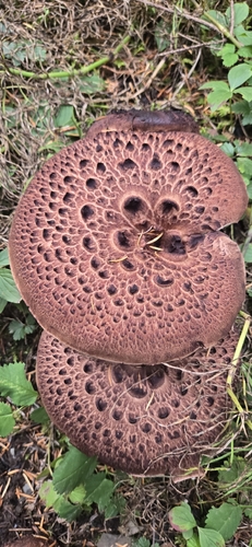 shingled hedgehog